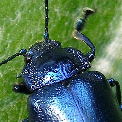Un Crisomelino dal Parco Adamello Brenta